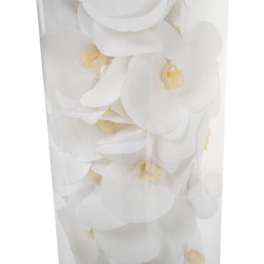 vidrio cilindro con blanco phalaenopsis orquídeas